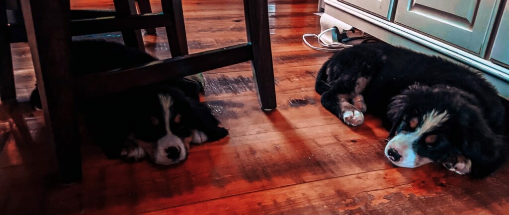 dogs lying on a wooden floor