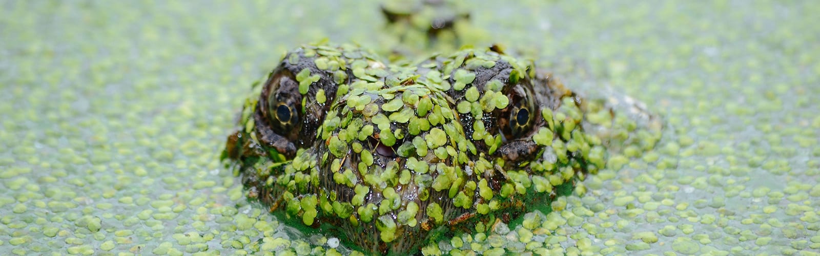 Turtle sticking it's head out of swampy murky waters.