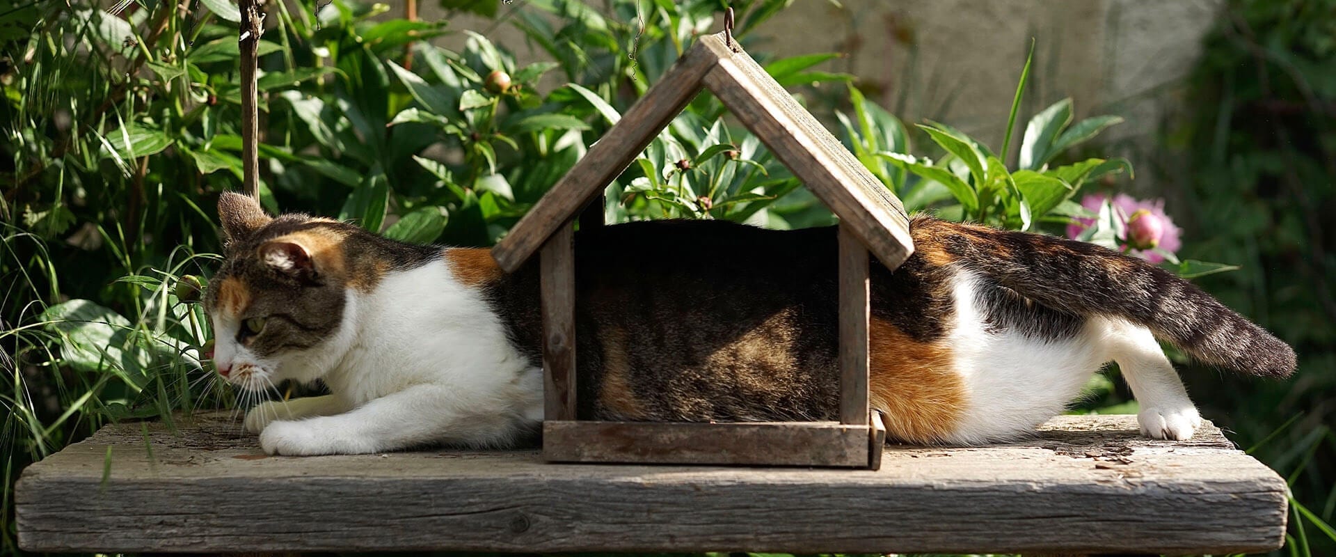 Cat stuck in Bird feeder