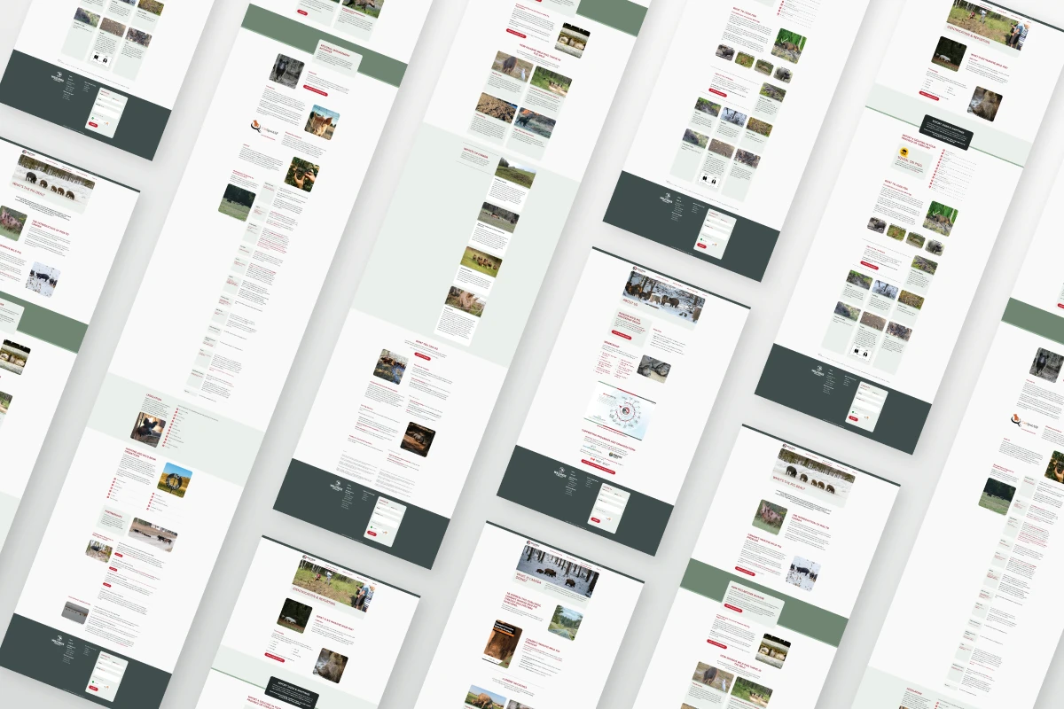 Representation of digital website development - Layout of webpages for wild pigs website